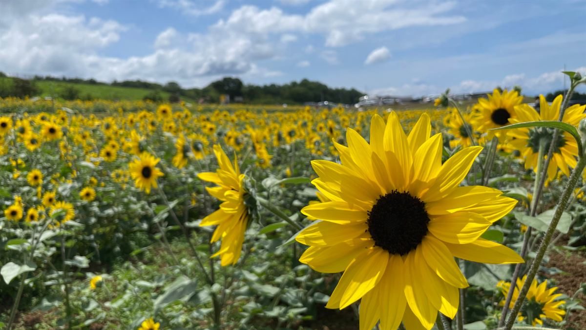逆光に透けるひまわりの花びら