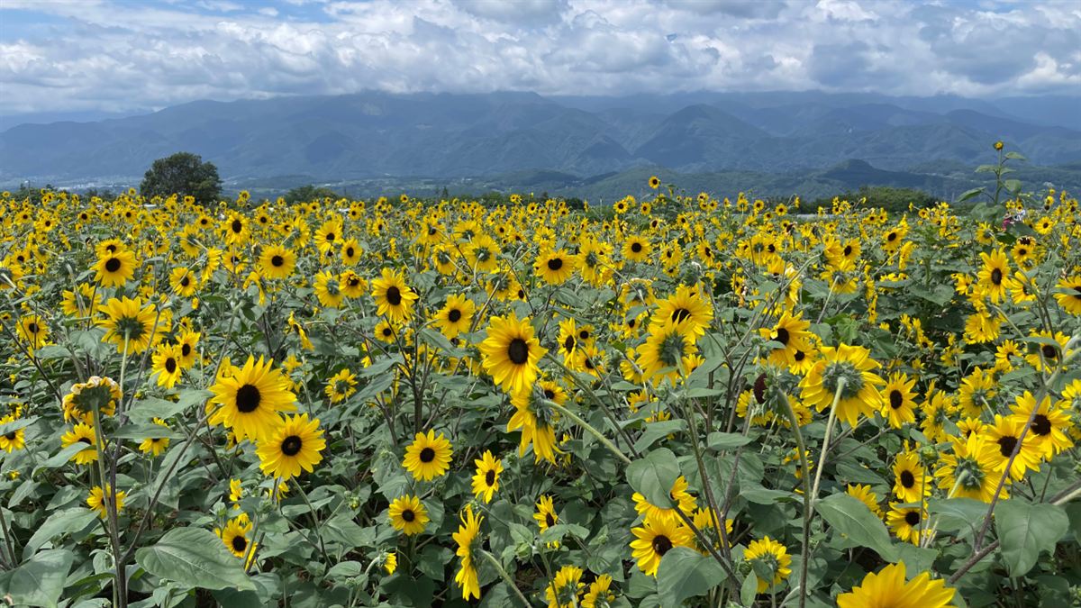 満開のひまわり畑と奥に連なる山並み（2026年7月19日・明野サンフラワーフェス）