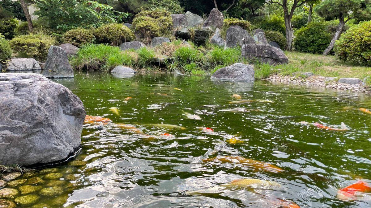 庭園の池を泳ぐ錦鯉