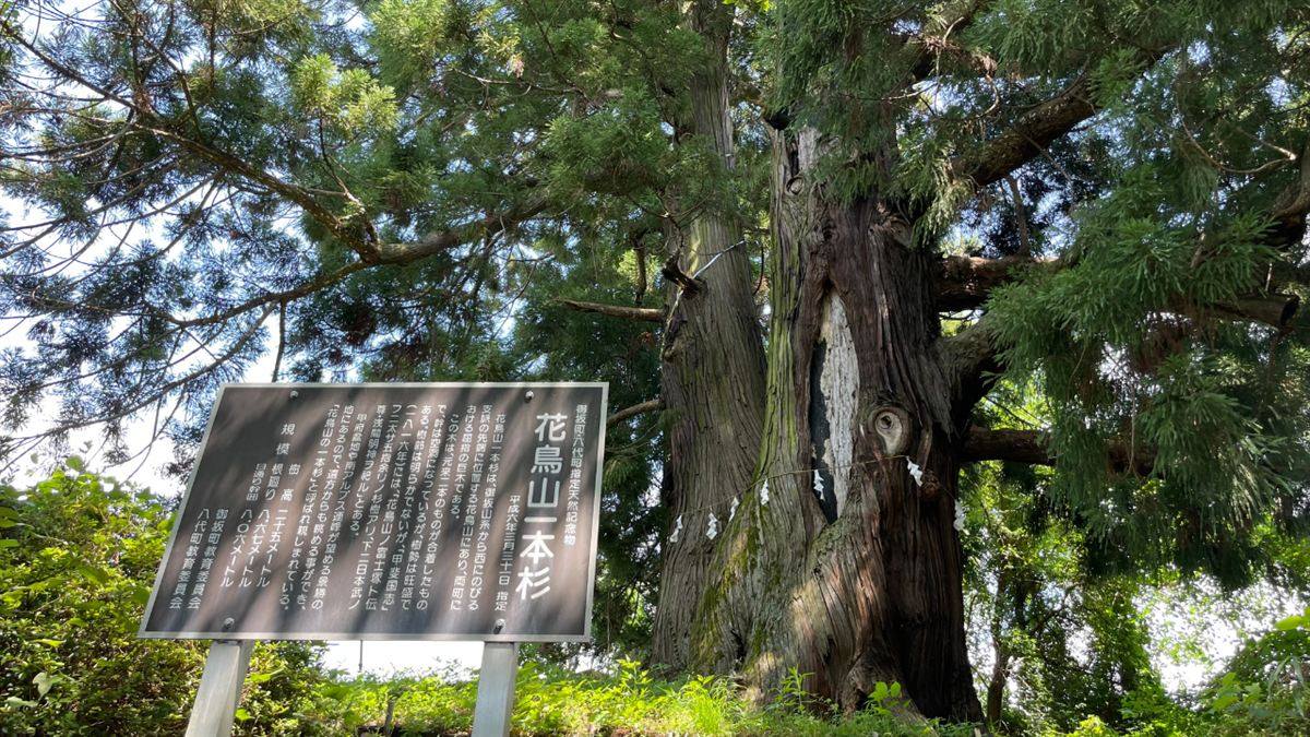 公園名の由来になった花鳥山一本杉（2026年7月19日）