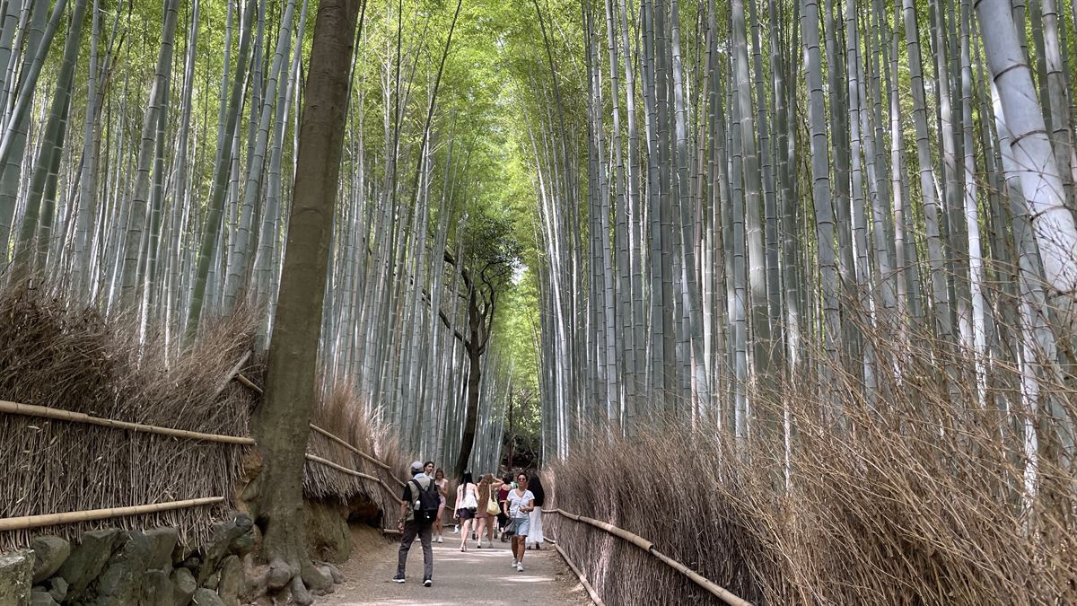 竹林の小径を歩く人の列。奥まで人が続いている