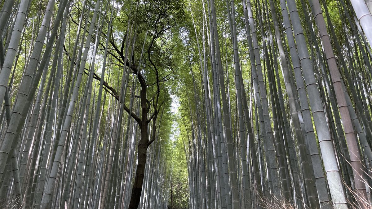 竹林の小径。両側から高い竹が迫り、道が奥へ続いている。人は写っていない