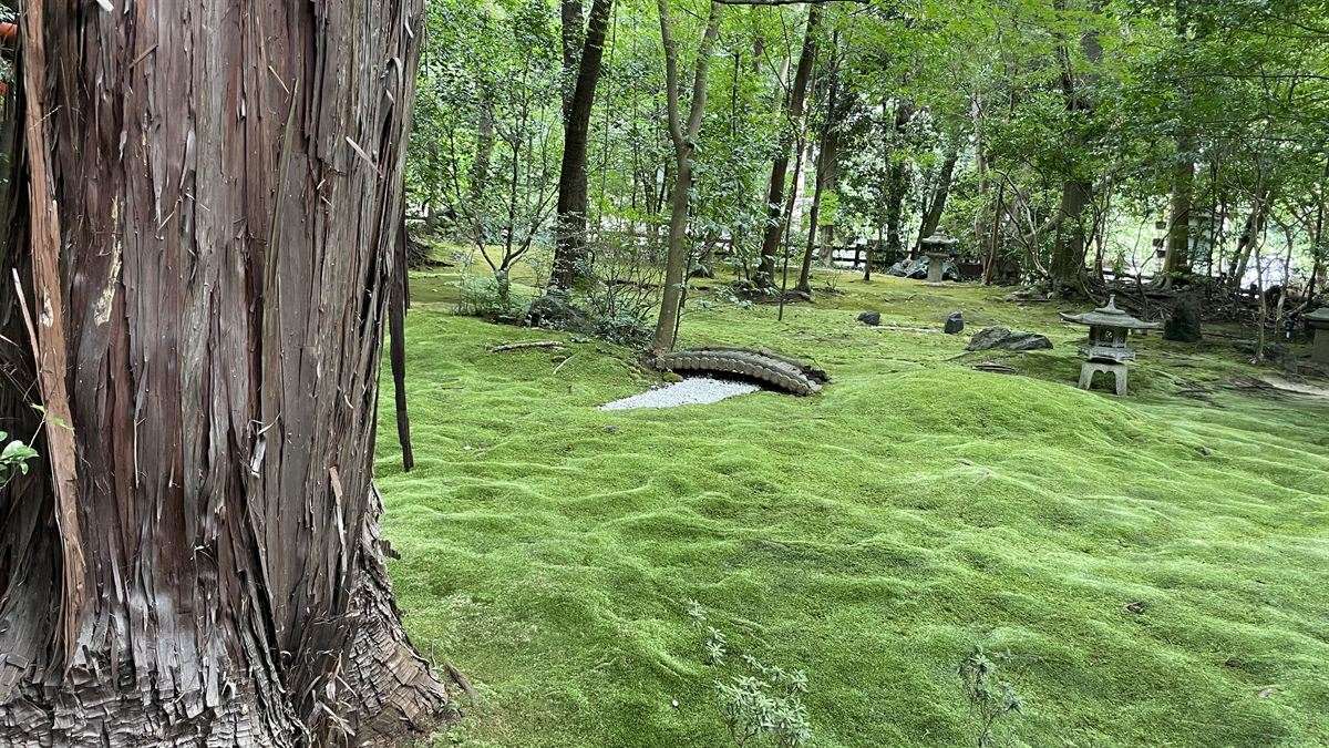 野宮神社の苔庭。一面の苔と杉の大木、小さな石橋と石灯籠