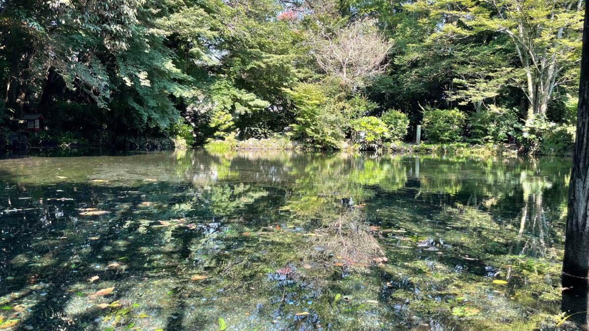 富士山の湧水をたたえた湧玉池。水底まで透けて見える水面に木々が映り込んでいる