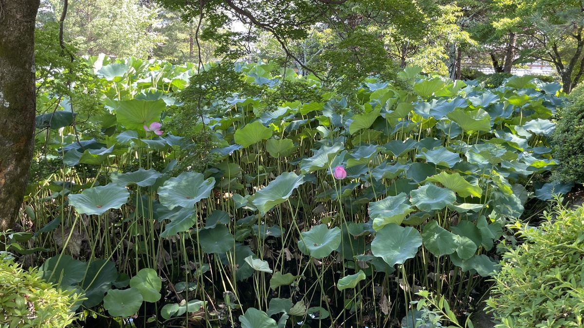天龍寺の放生池に咲くピンクの蓮の花