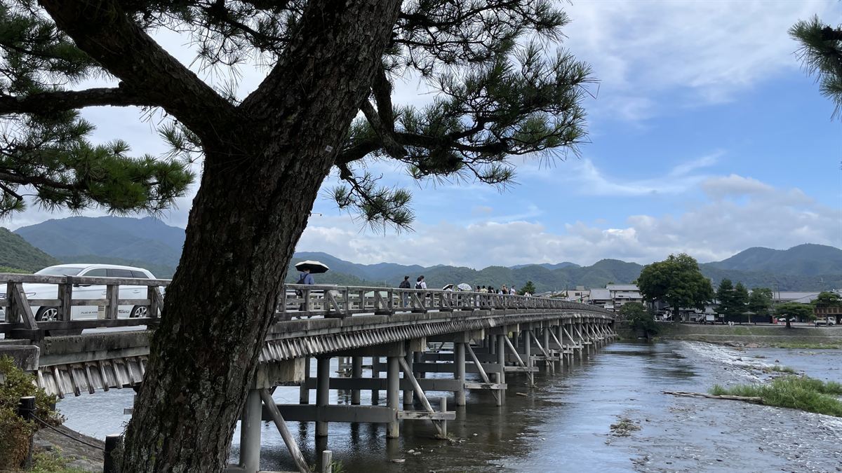 朝の渡月橋。松の大木ごしに橋と嵐山が見える。人影はまばら