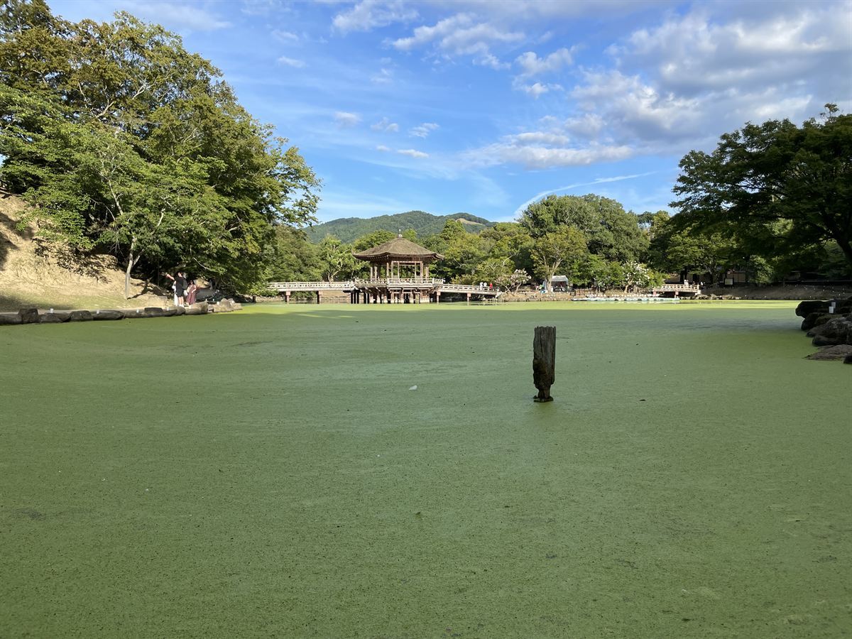 明るいうちの浮見堂と鷺池。池の水面が一面の浮草で緑に覆われている