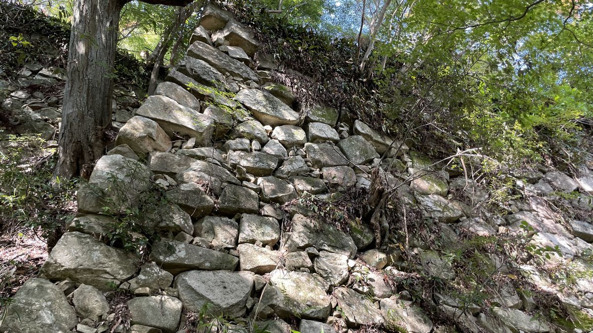 八幡山城跡の石垣。木々のあいだの斜面に、大きさの違う石が積まれている