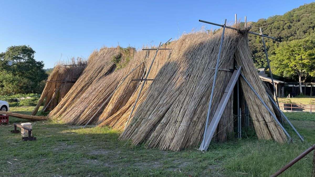 乗り場のそばの草地。ヨシの束を三角に立てかけた小屋のようなものが並んでいる