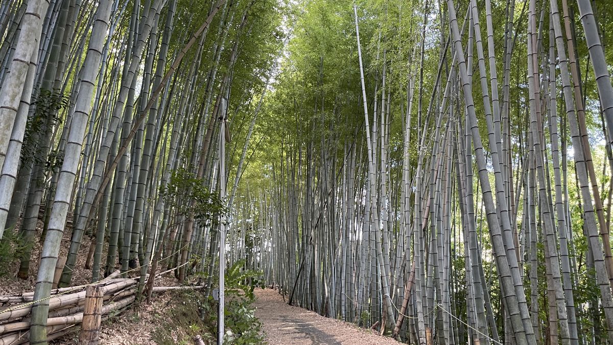 岡山烽火場へ向かう竹林の中の土の道。両側に高い竹が並んでいる