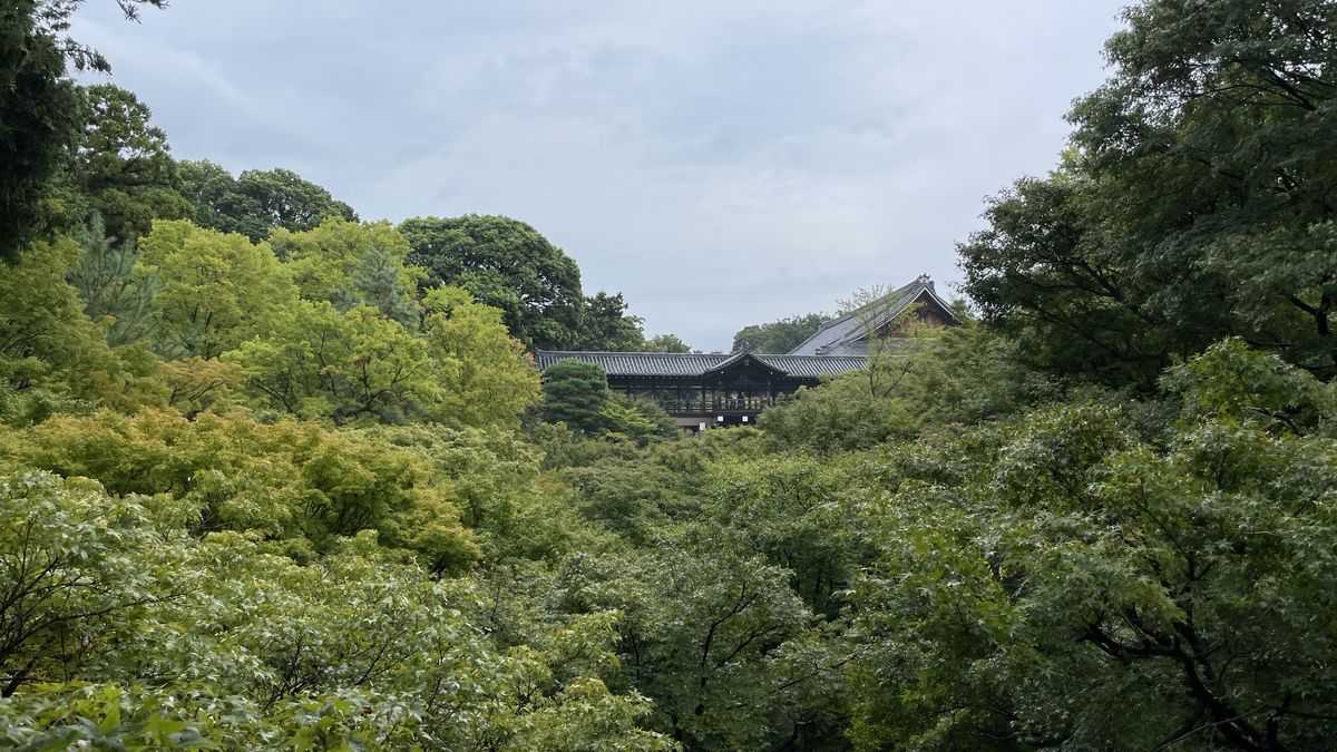 東福寺の臥雲橋から見た谷。一面の青もみじの向こうに、屋根のついた通天橋が見えている