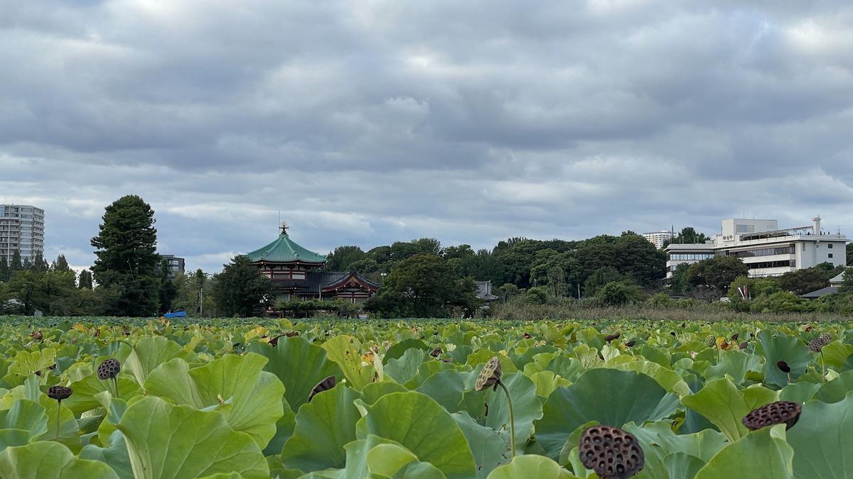 不忍池に広がる蓮の葉と、奥に見える不忍池辯天堂。手前に蓮の実(花托)も見える