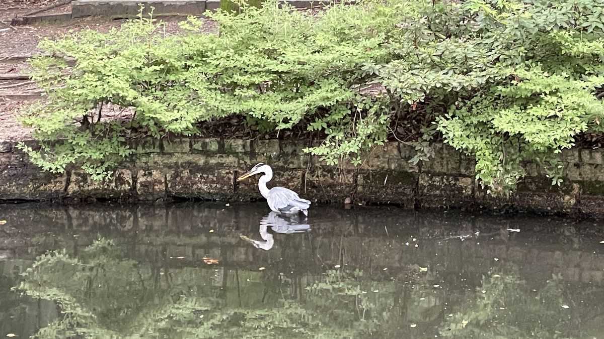 梅小路公園の池にいたサギ。石垣と緑の茂みを背に、水面に姿が映っている